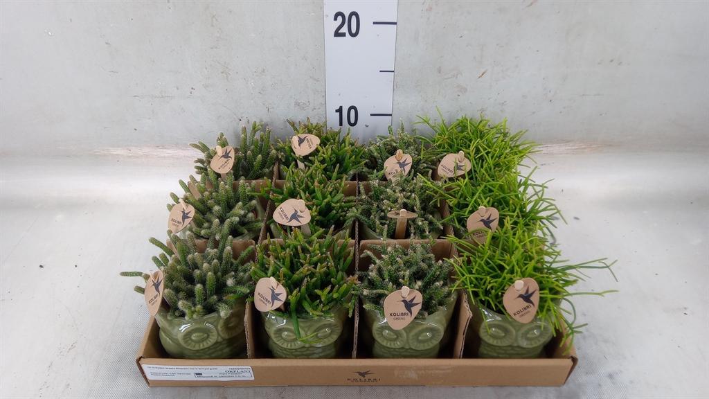 Горшечные цветы и растения оптом Rhipsalis   ...mix от 12шт (для телеги) из Голландии с доставкой по России