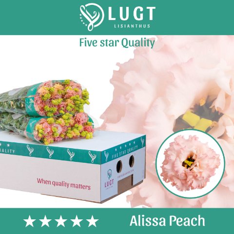 Срезанные цветы оптом Lisianthus do alissa peach от 50шт. из Голландии с доставкой по России