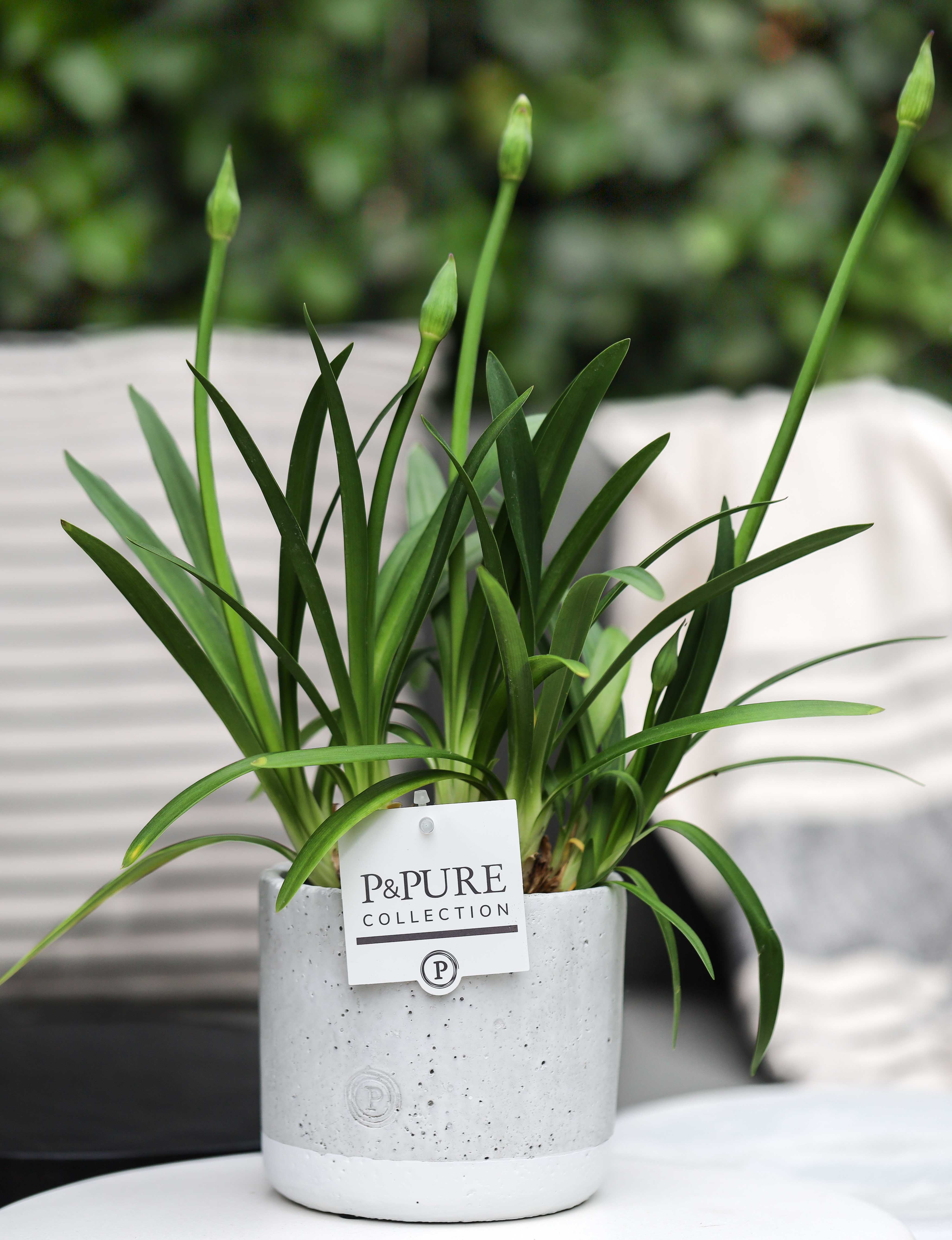 Горшечные цветы и растения оптом Agapanthus Charlotte Blauw Pot 12 Cm In Pure Jade от 6шт из Голландии с доставкой по России