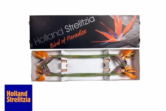 Срезанные цветы оптом Strelitzia flower от 8шт из Голландии с доставкой по России