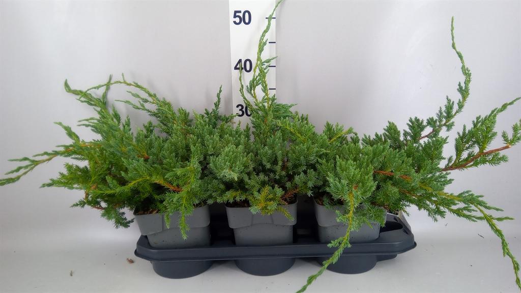 Горшечные цветы и растения оптом Juniperus Squamata blue Carpet A от 3шт из Голландии с доставкой по России