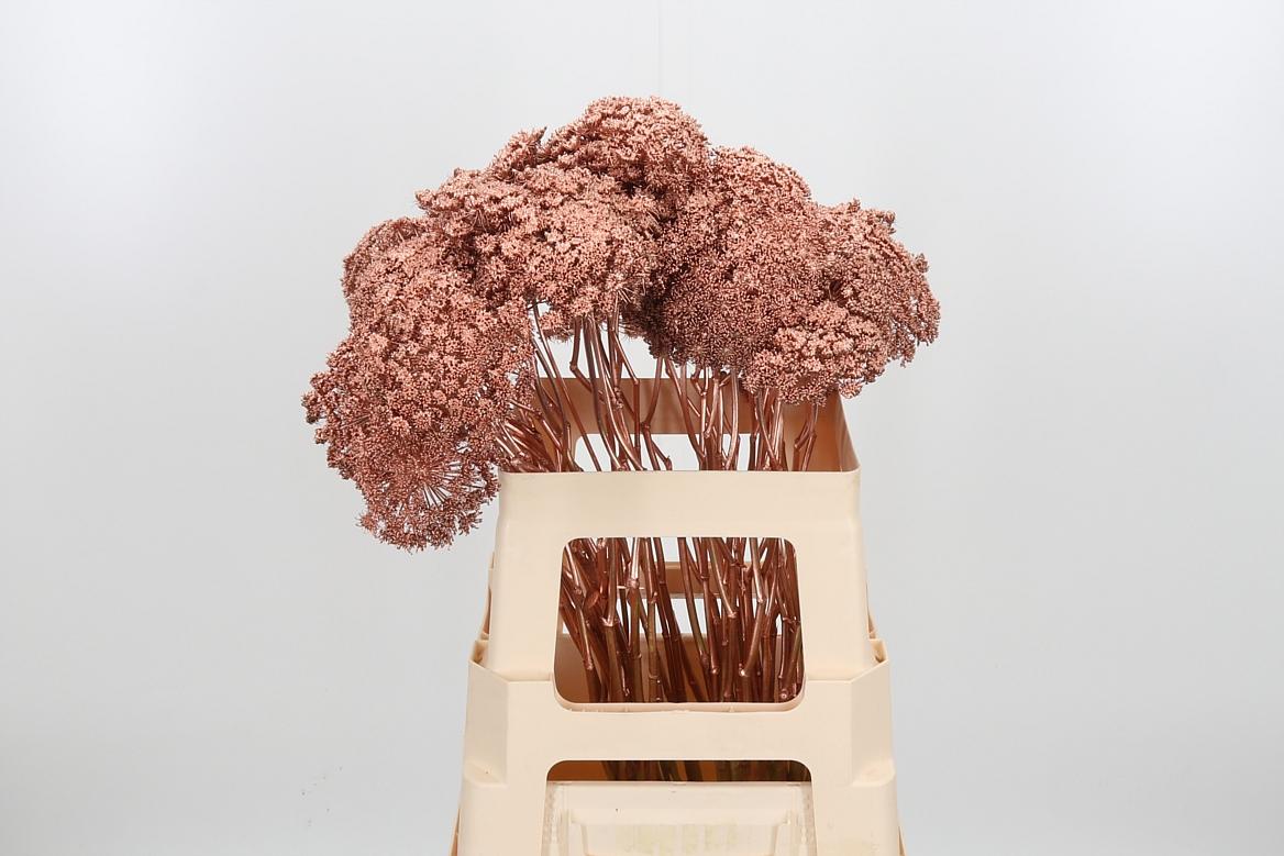 Срезанные цветы оптом Ammi sead paint copper от 50шт из Голландии с доставкой по России