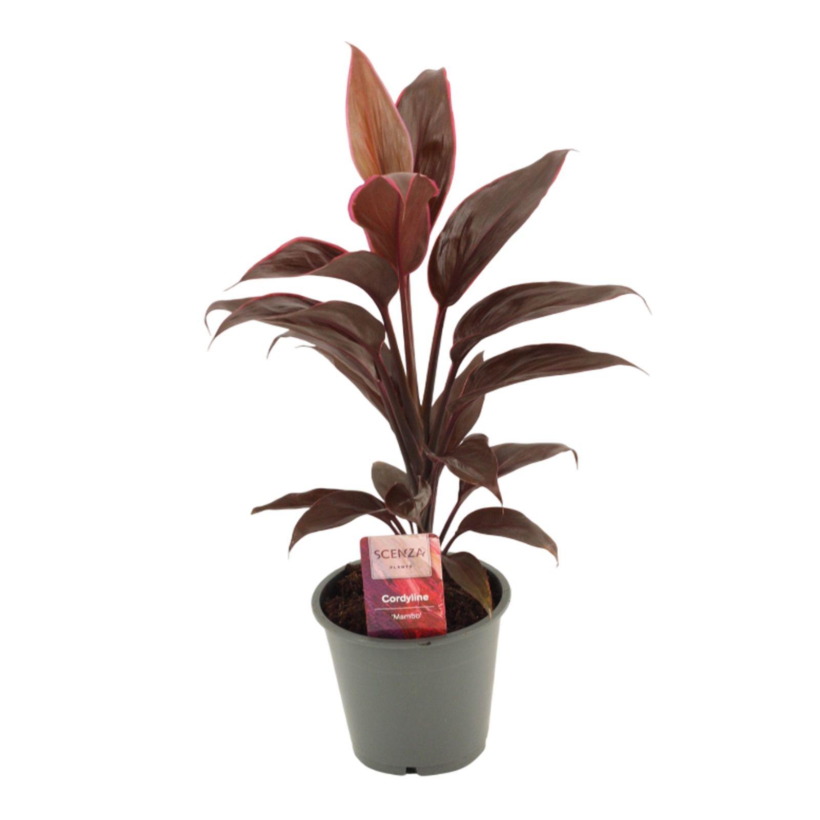 Горшечные цветы и растения оптом Cordyline Mambo от 10шт из Голландии с доставкой по России