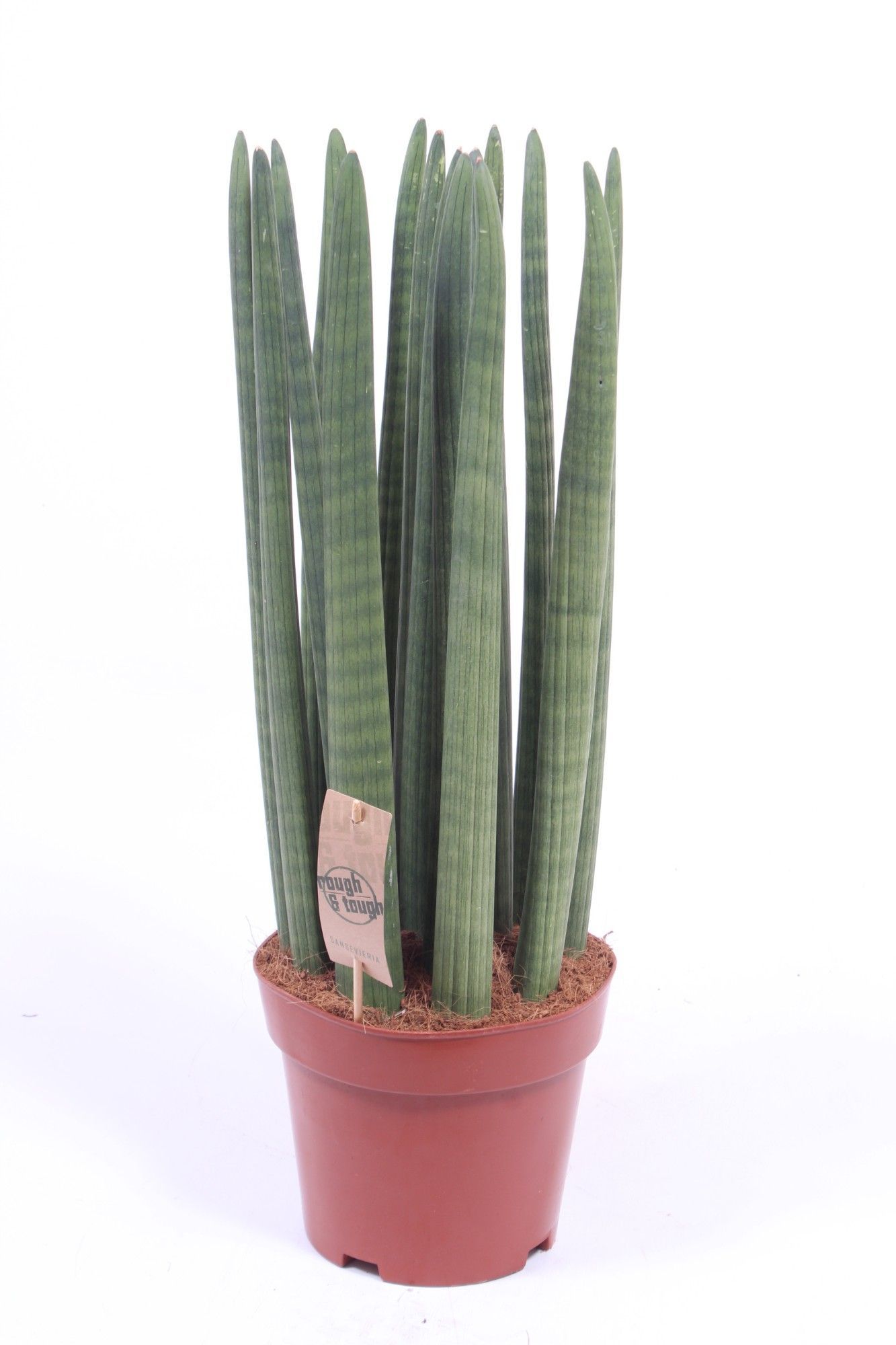 Горшечные цветы и растения оптом Sansevieria Straight от 1шт из Голландии с доставкой по России