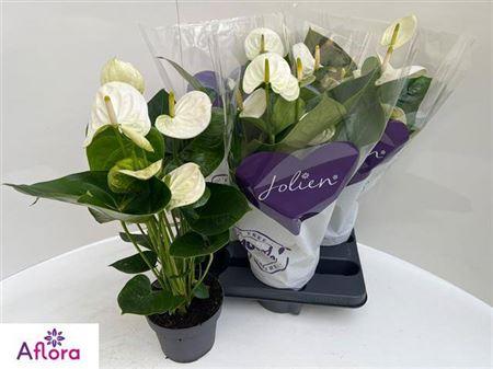 Горшечные цветы и растения оптом Anthu An Sierr White 5+ от 4шт из Голландии с доставкой по России