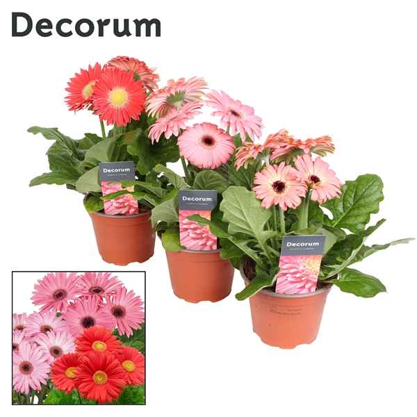 Горшечные цветы и растения оптом Gerbera Pink Mix 2+ (decorum) от 10шт из Голландии с доставкой по России