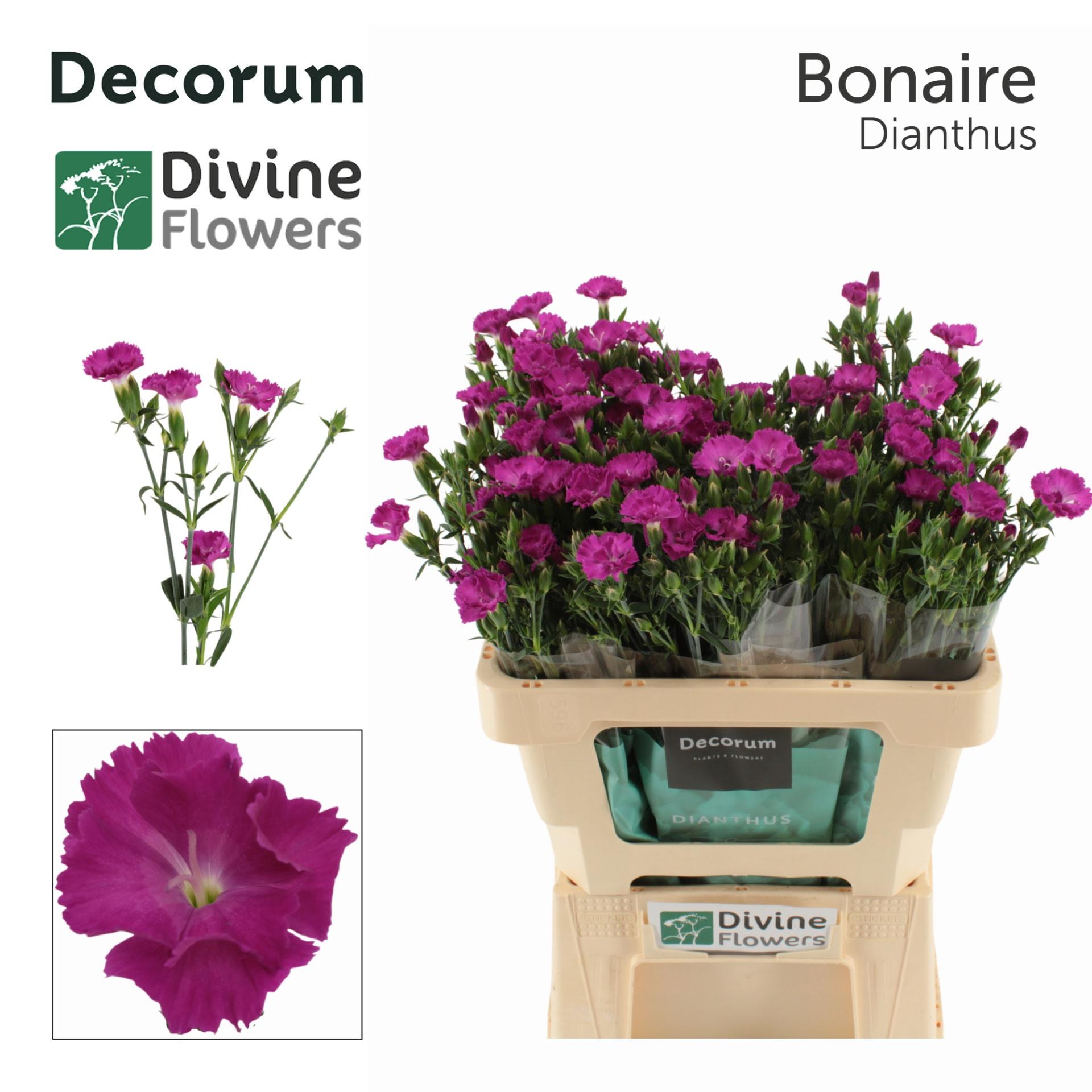 Срезанные цветы оптом Dianthus sp raffine bonaire от 60шт из Голландии с доставкой по России