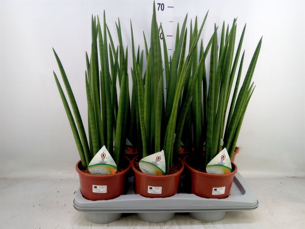 Горшечные цветы и растения оптом Sansevieria Cyl.  ... от 6шт из Голландии с доставкой по России