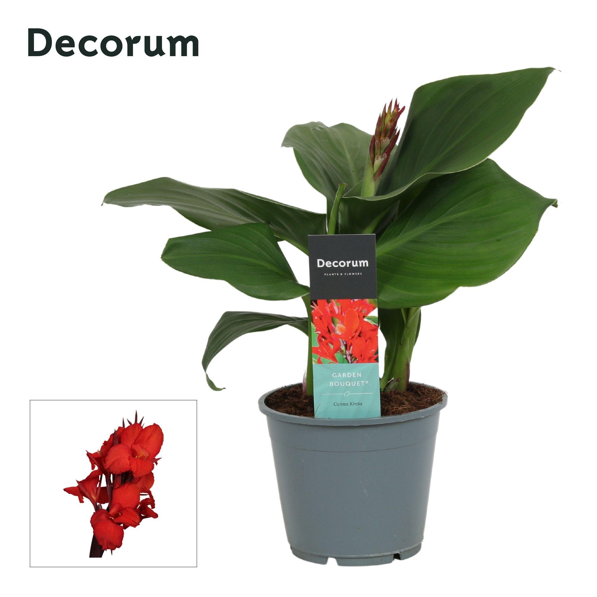 Горшечные цветы и растения оптом Canna Kreta (decorum) от 7шт из Голландии с доставкой по России