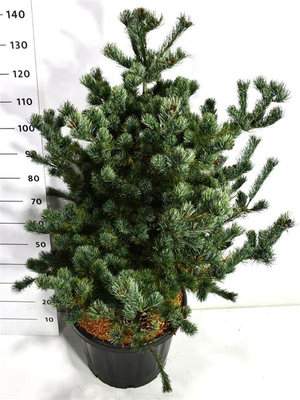 Горшечные цветы и растения оптом Pinus Parv Tempelhof от 1шт из Голландии с доставкой по России