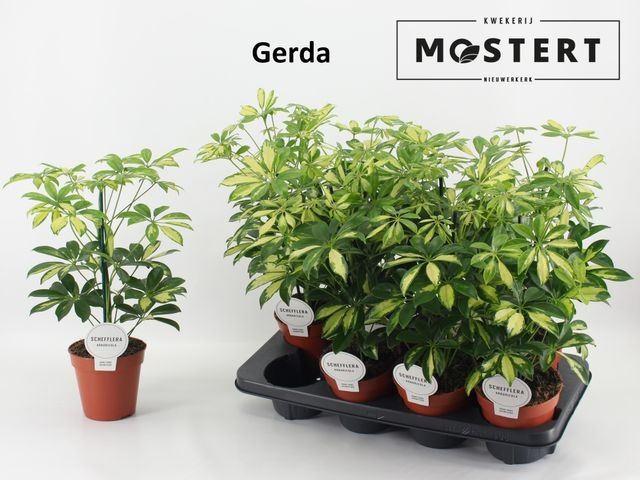 Горшечные цветы и растения оптом Schefflera Gerda от 8шт из Голландии с доставкой по России