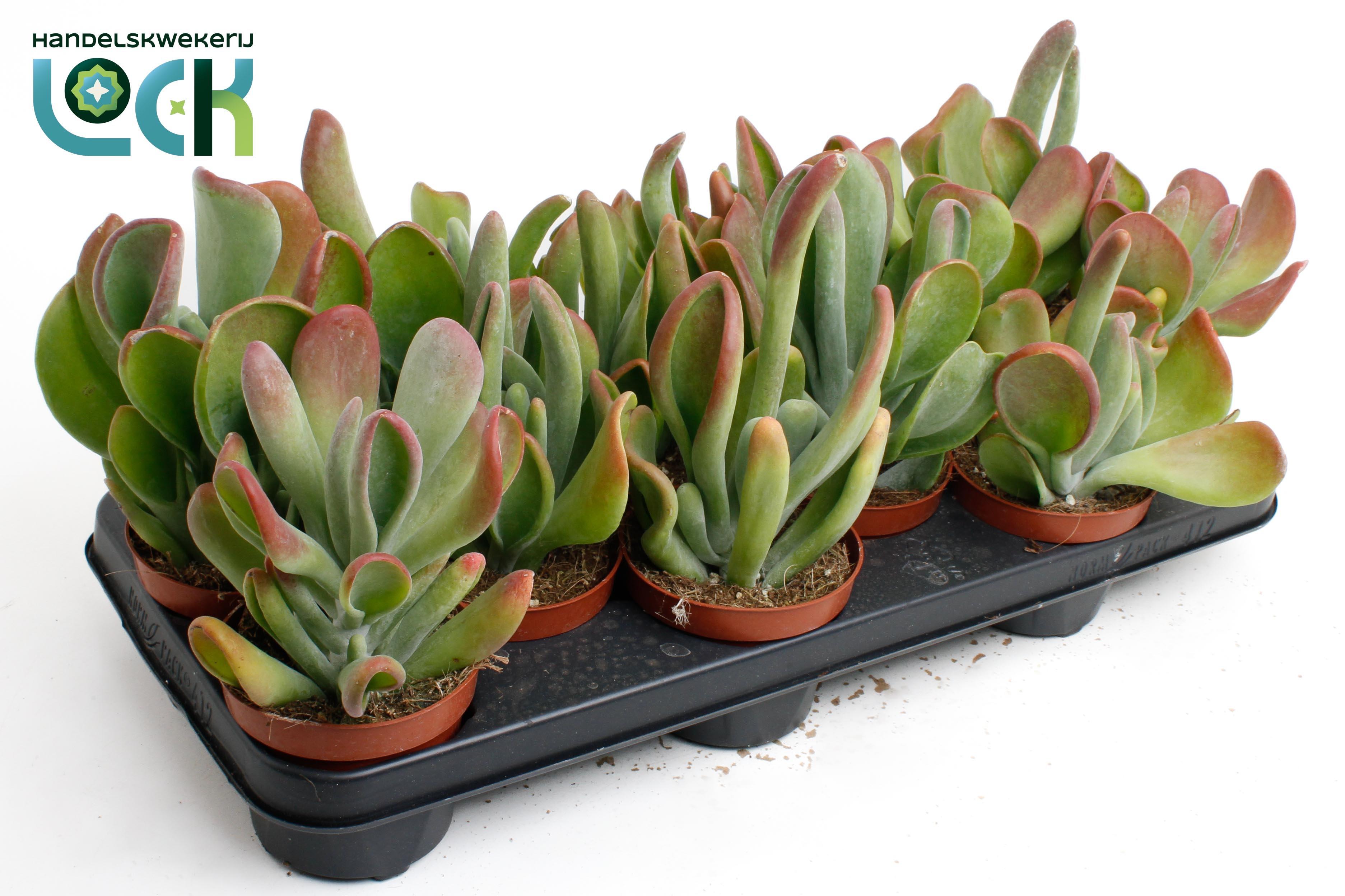 Горшечные цветы и растения оптом Kalanchoe Oricula от 9шт из Голландии с доставкой по России