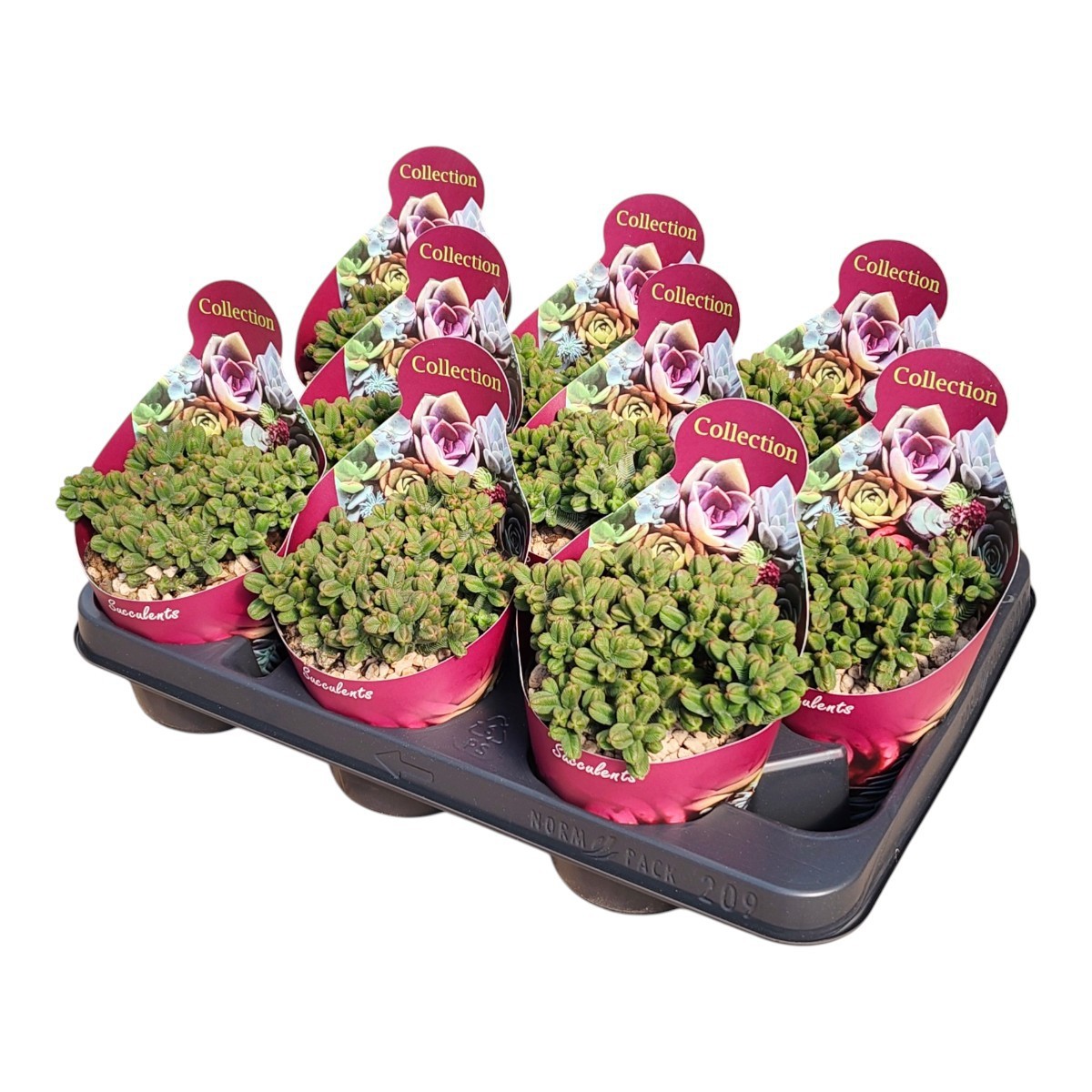 Горшечные цветы и растения оптом Crassula Pyramidalis  Potcover от 9шт из Голландии с доставкой по России