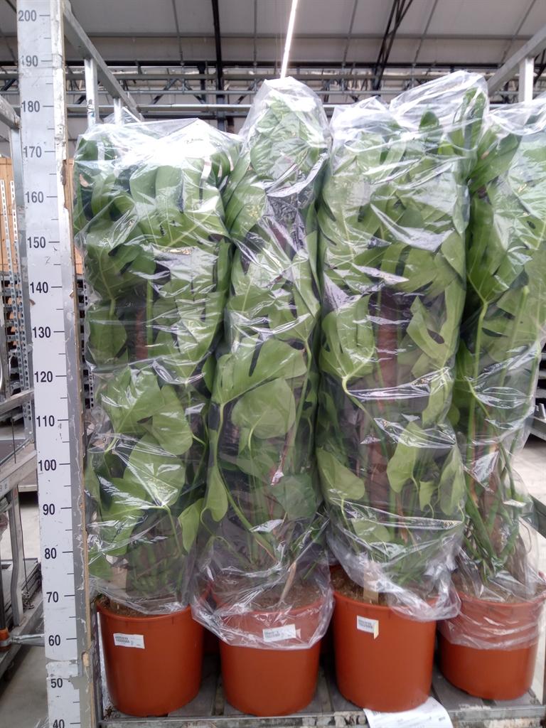 Горшечные цветы и растения оптом Monstera Delic. от 1шт из Голландии с доставкой по России