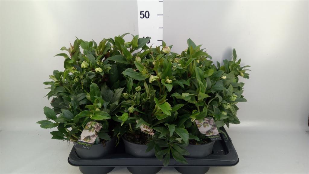 Горшечные цветы и растения оптом Helleborus jwls Winterbells от 6шт из Голландии с доставкой по России