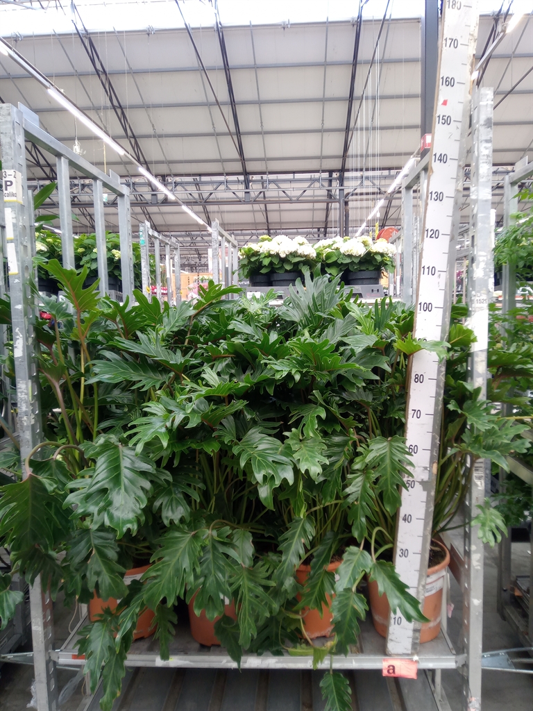 Горшечные цветы и растения оптом Philodendron Xanadu от 1шт из Голландии с доставкой по России