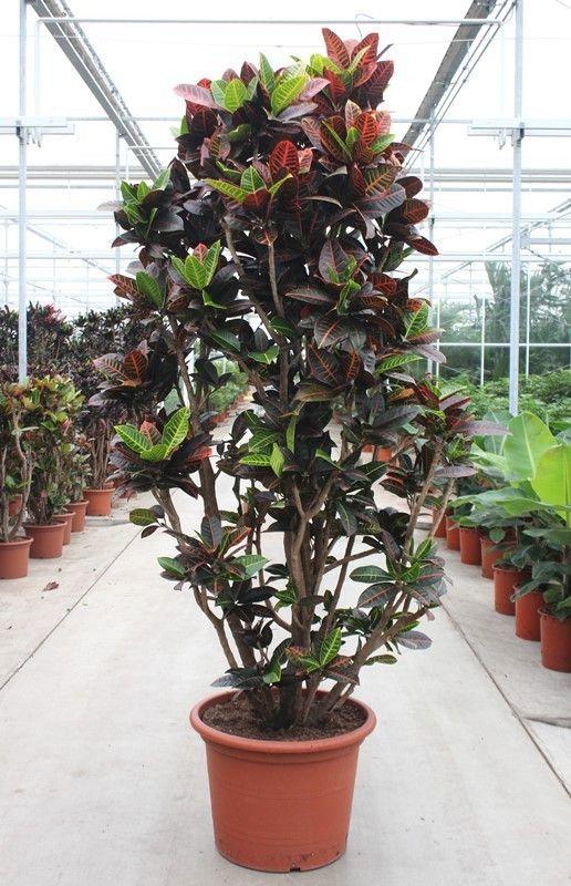 Горшечные цветы и растения оптом Codiaeum Petra от 1шт из Голландии с доставкой по России