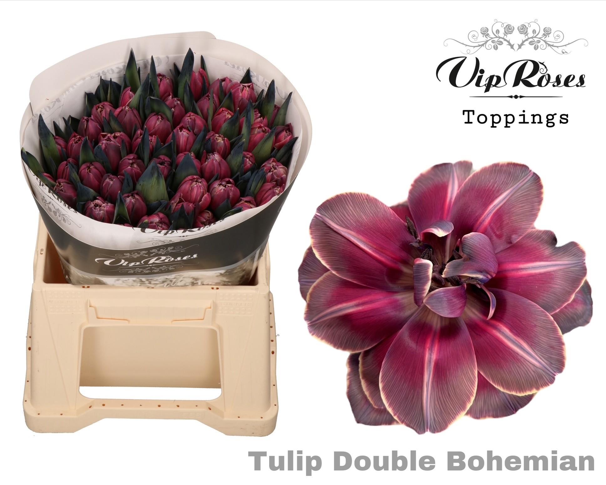 Срезанные цветы оптом Tulipa do paint bohemian от 50шт из Голландии с доставкой по России