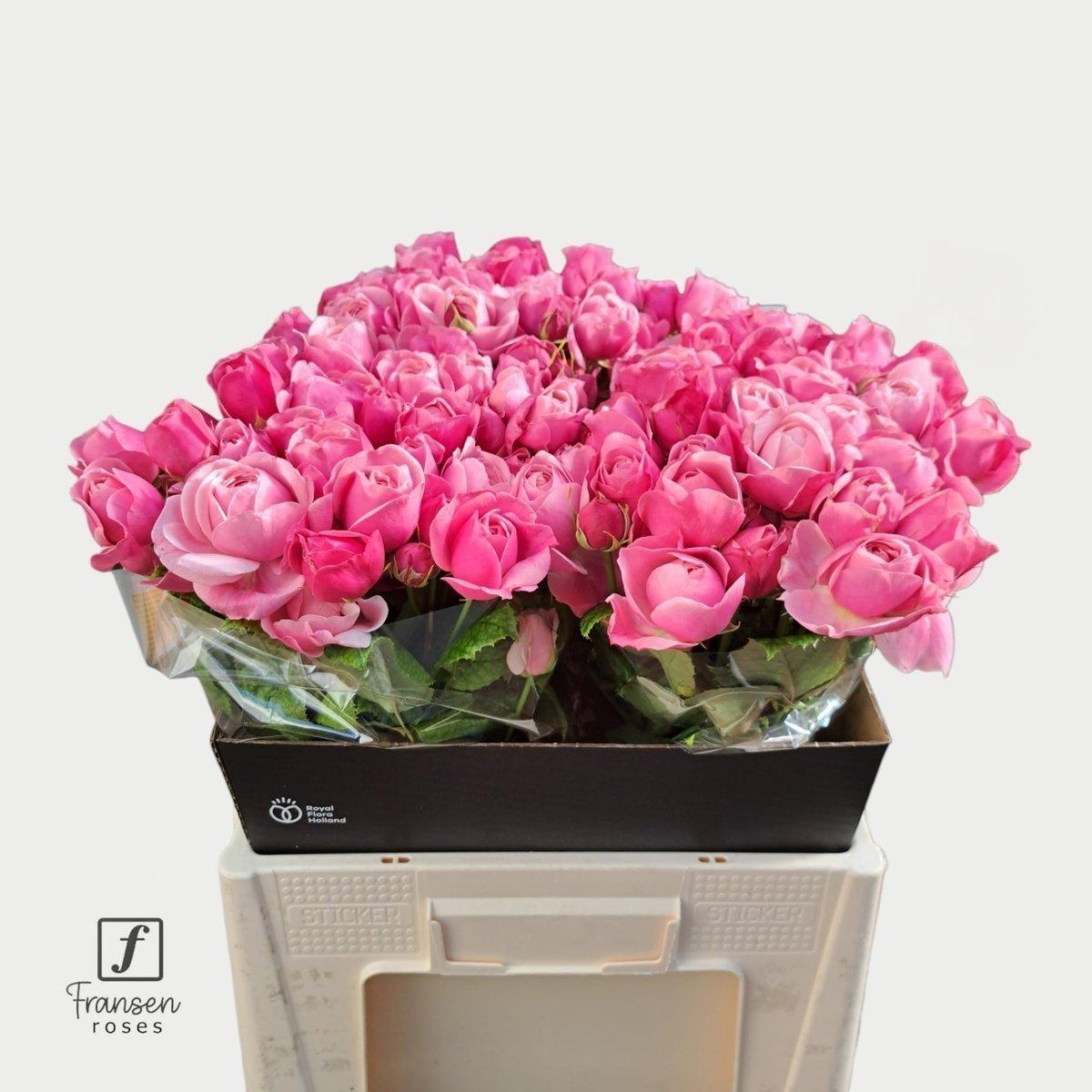 Срезанные цветы оптом Rosa spray silva pink+ от 30шт из Голландии с доставкой по России