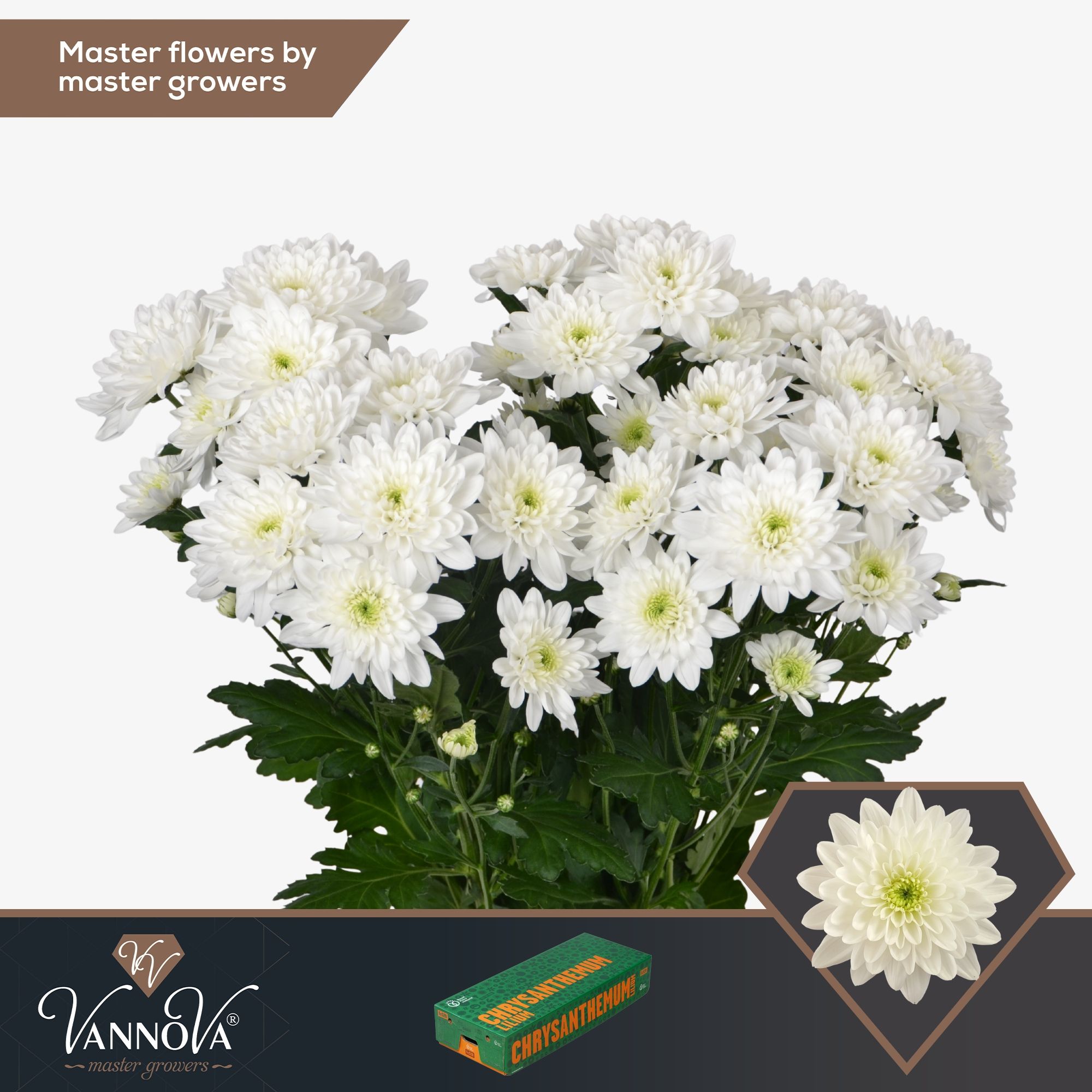 Срезанные цветы оптом Chrys sp pina colada от 80шт. из Голландии с доставкой по России