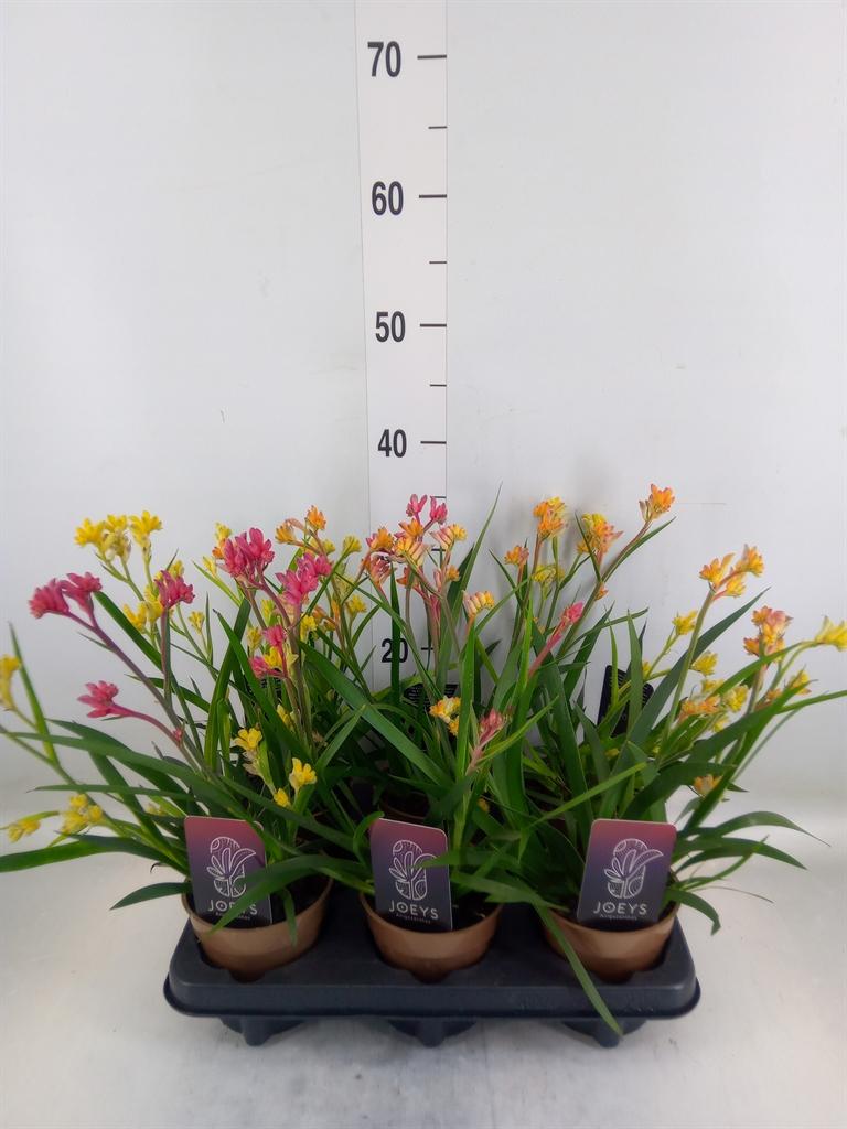 Горшечные цветы и растения оптом Anigozanthos   ...mix от 6шт из Голландии с доставкой по России