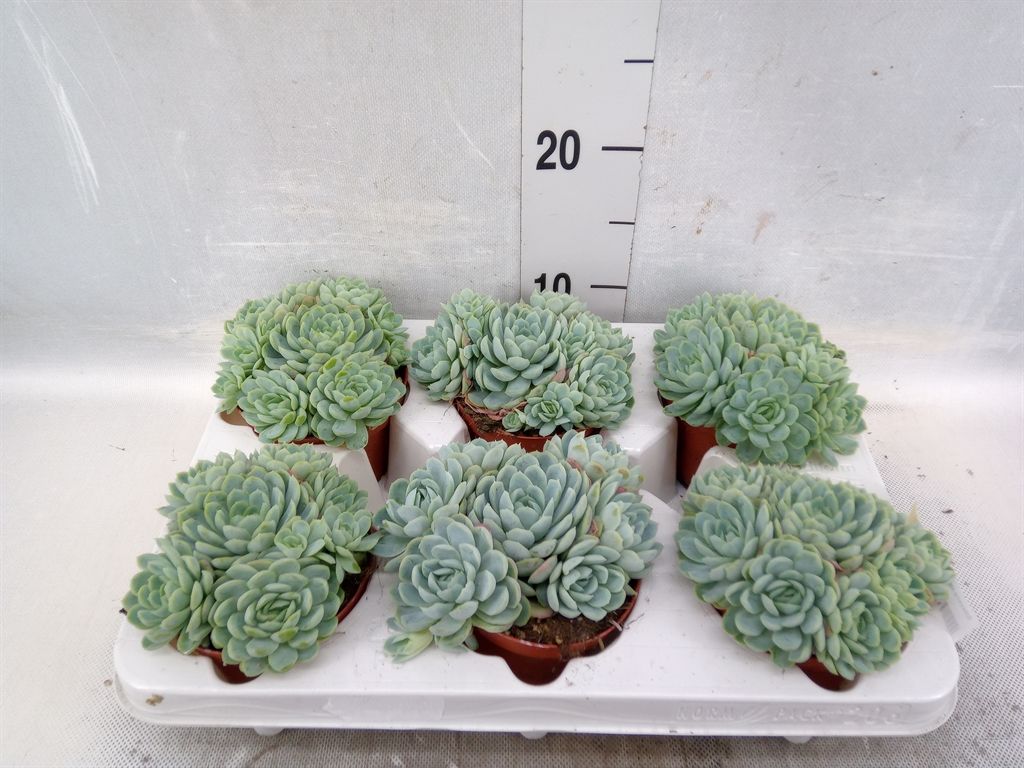 Горшечные цветы и растения оптом Echeveria Elegans от 6шт из Голландии с доставкой по России