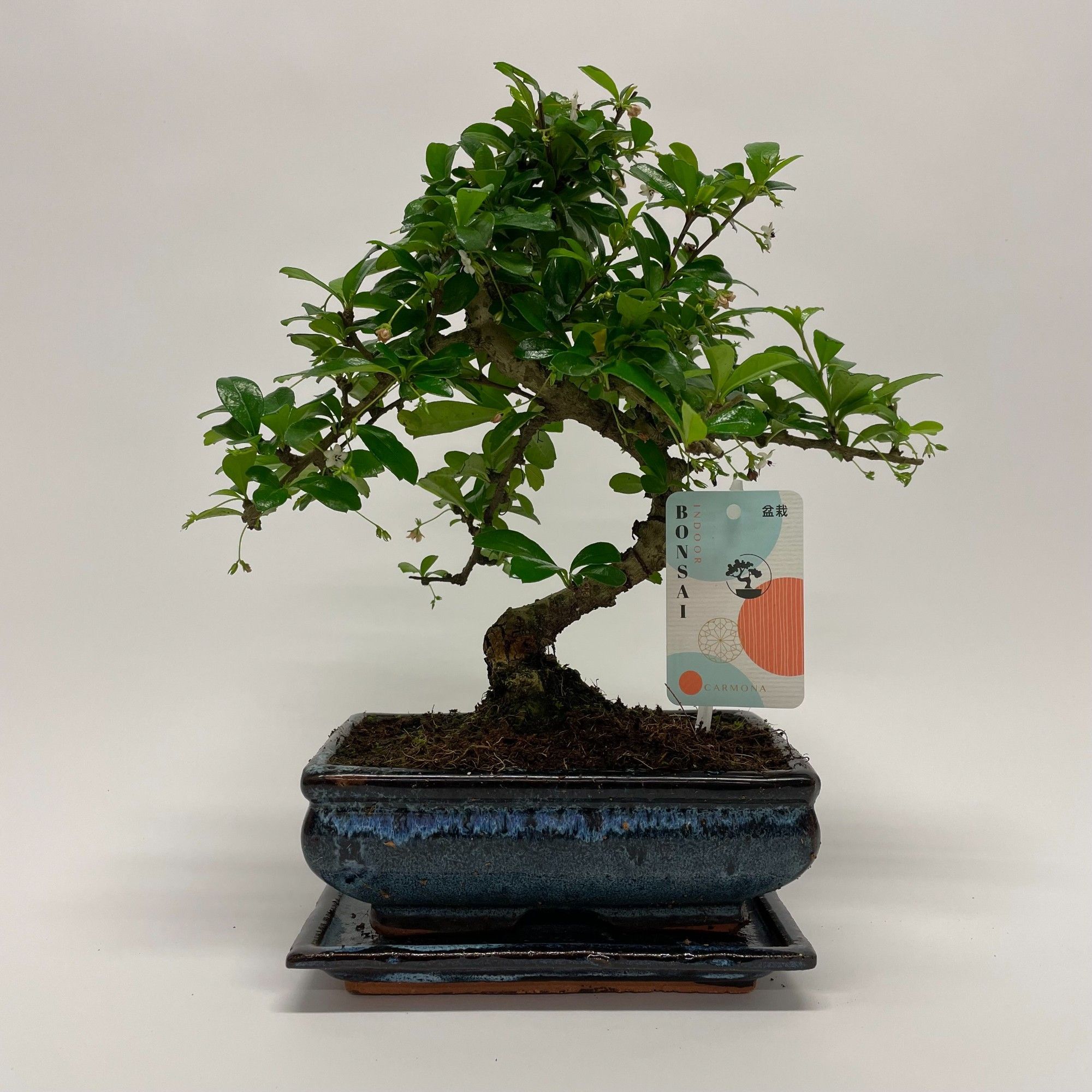 Горшечные цветы и растения оптом Bonsai Carmona S-shape Traditional With Drip Tray от 6шт из Голландии с доставкой по России
