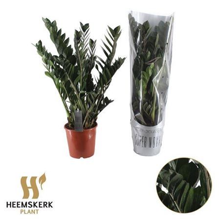 Горшечные цветы и растения оптом Zamioculcas Super Nova 10+ от 1шт из Голландии с доставкой по России