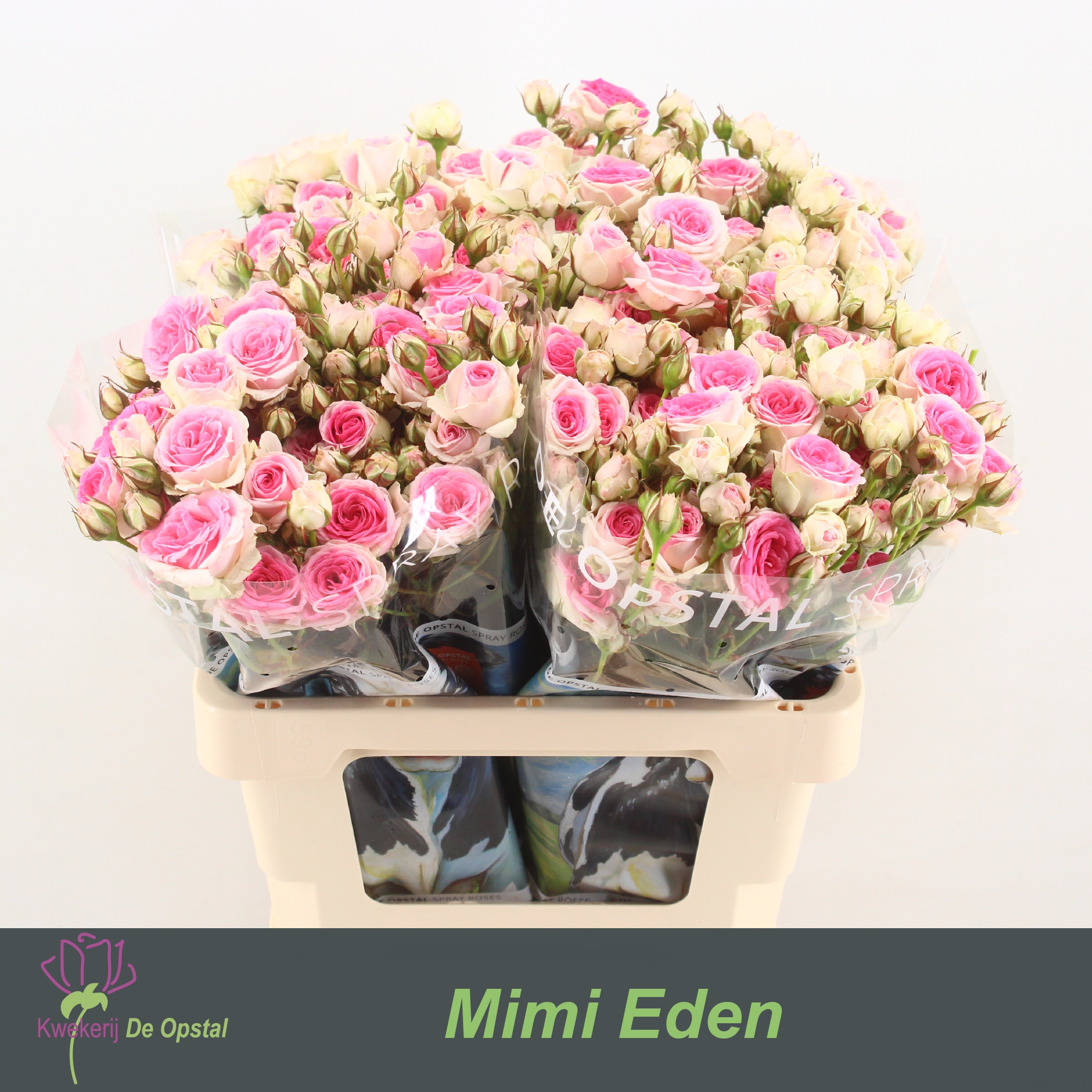 Срезанные цветы оптом Rosa spray mimi eden от 30шт. из Голландии с доставкой по России