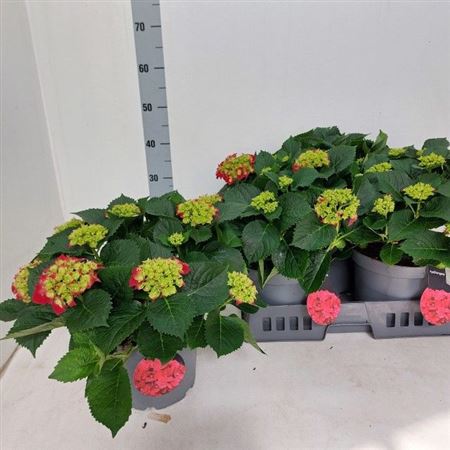 Горшечные цветы и растения оптом Hydr M Red Beauty 15+ от 3шт из Голландии с доставкой по России