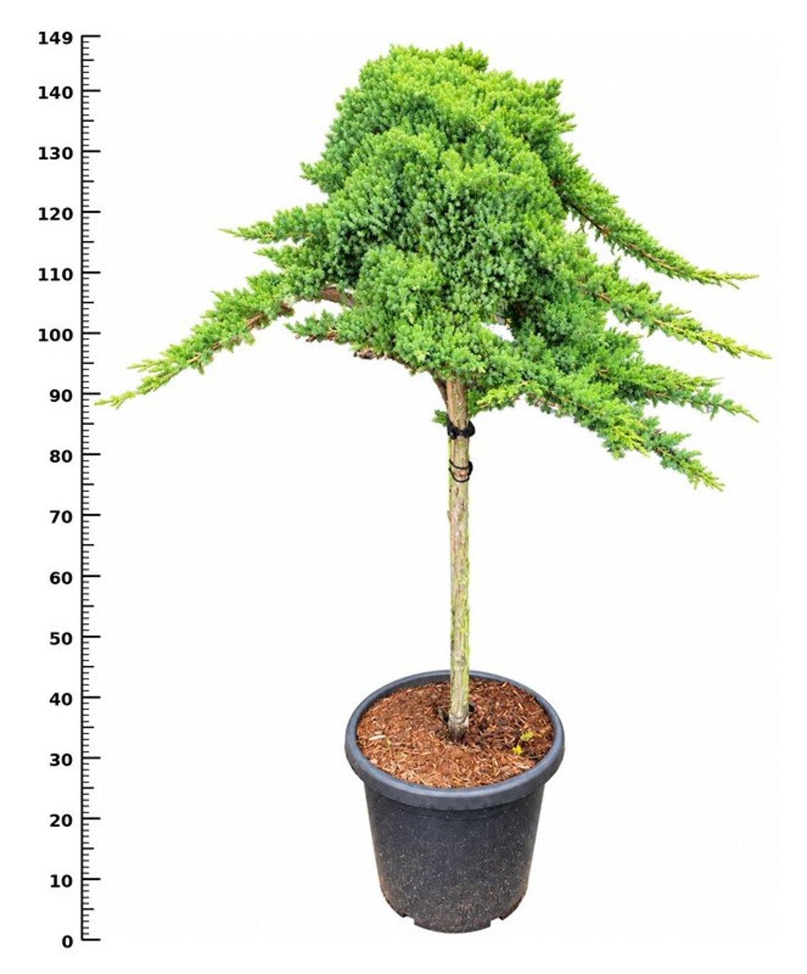 Горшечные цветы и растения оптом Juniperus Proc Nana On Stem от 1шт из Голландии с доставкой по России