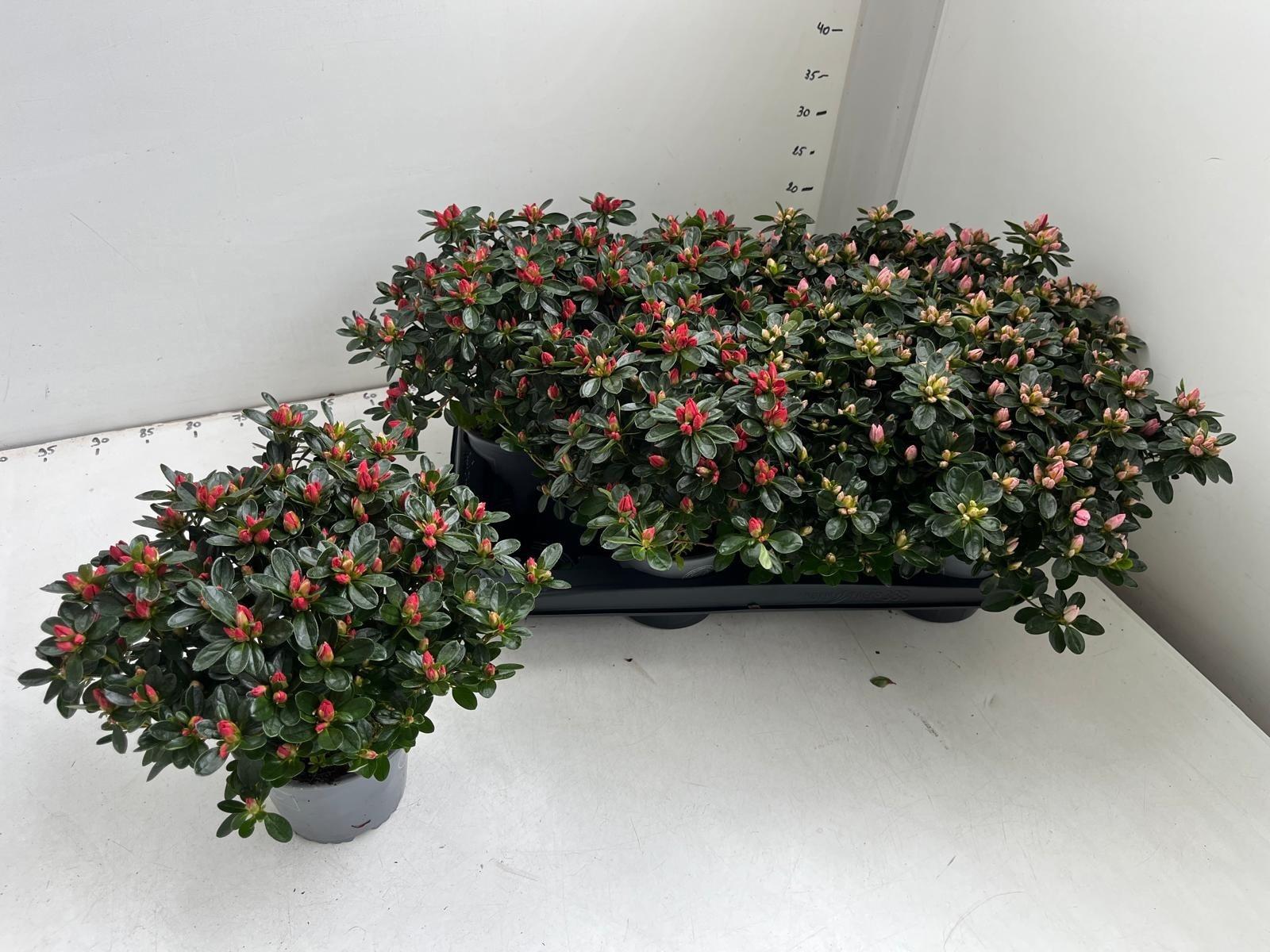 Горшечные цветы и растения оптом Rhod Ja Ov от 8шт из Голландии с доставкой по России