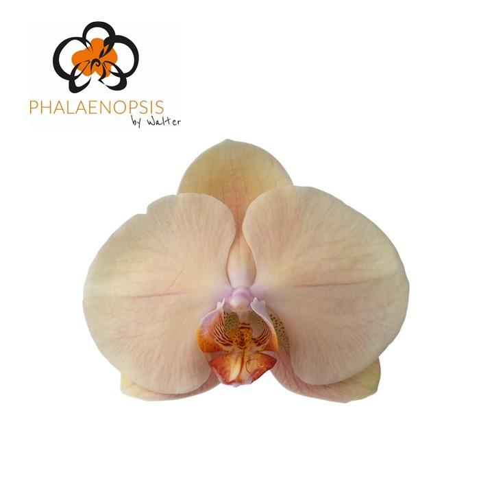 Срезанные цветы оптом Phalaenopsis royal peach (per flower) от 25шт из Голландии с доставкой по России