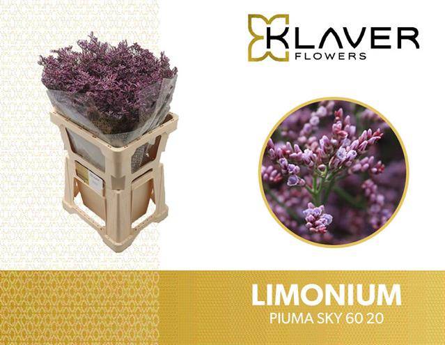 Срезанные цветы оптом Limonium piuma sky от 50шт из Голландии с доставкой по России