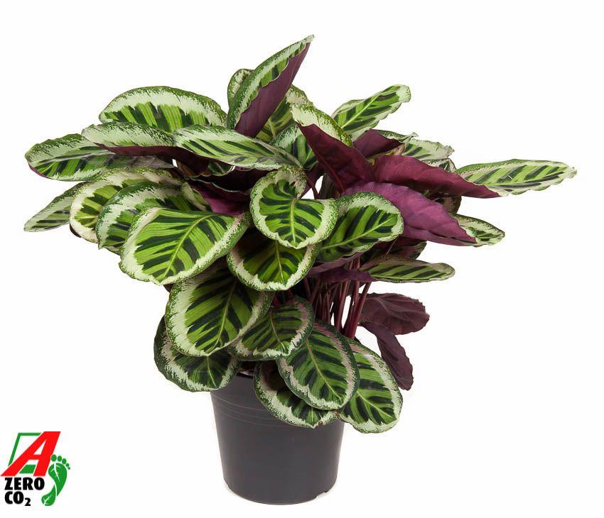 Горшечные цветы и растения оптом Calathea Angela от 1шт из Голландии с доставкой по России