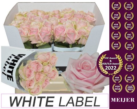 Срезанные цветы оптом Rosa large sweet avalanche+ от 40шт из Голландии с доставкой по России