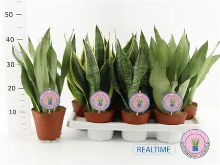 Горшечные цветы и растения оптом Sansev Trifascia Gem от 7шт из Голландии с доставкой по России