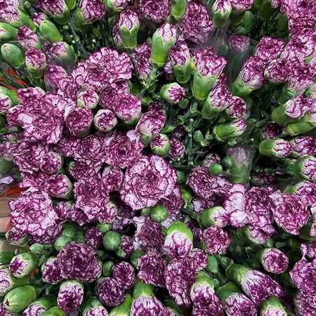 Срезанные цветы оптом Dianthus sp spectro от 100шт из Голландии с доставкой по России