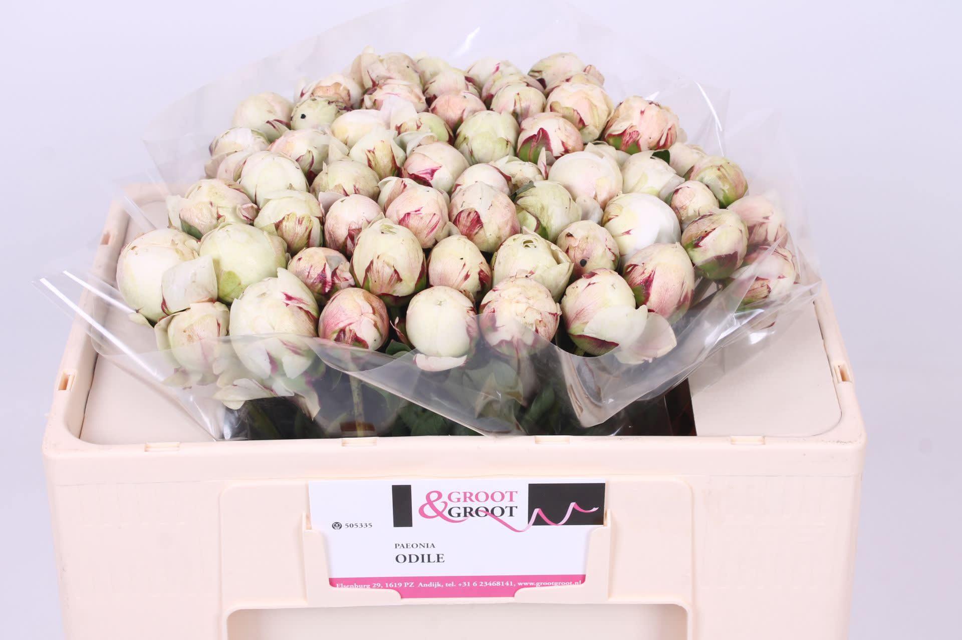 Срезанные цветы оптом Paeonia odile от 60шт из Голландии с доставкой по России