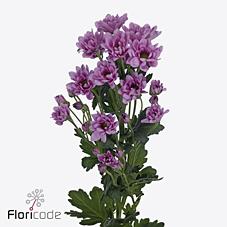 Срезанные цветы оптом Chrys sp resq от 160шт из Голландии с доставкой по России