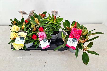 Горшечные цветы и растения оптом Rhod Ya Ov Outdoor от 6шт из Голландии с доставкой по России