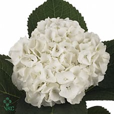 Срезанные цветы оптом Hydrangea mag white pearl от 10шт из Голландии с доставкой по России
