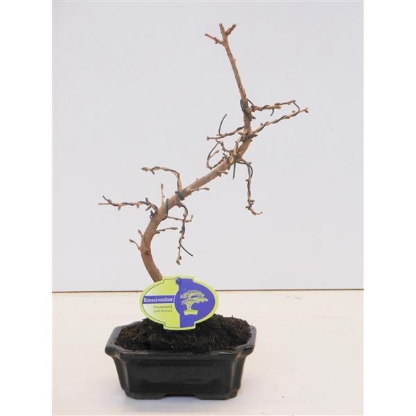 Горшечные цветы и растения оптом Bonsai Pseudolarix Amabilis от 8шт из Голландии с доставкой по России