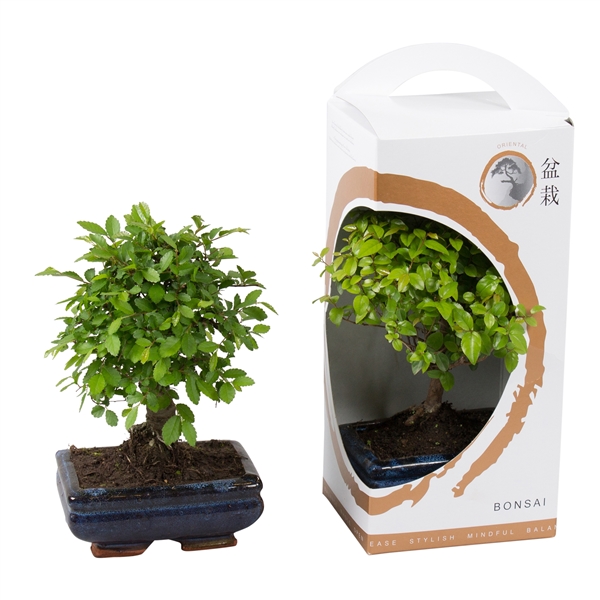 Горшечные цветы и растения оптом Bonsai Mix In Ceramic In Giftbox Zen от 8шт из Голландии с доставкой по России