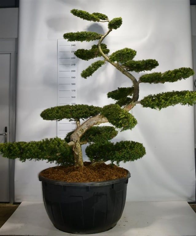 Горшечные цветы и растения оптом Taxus Bacc Summergold Shape от 1шт из Голландии с доставкой по России