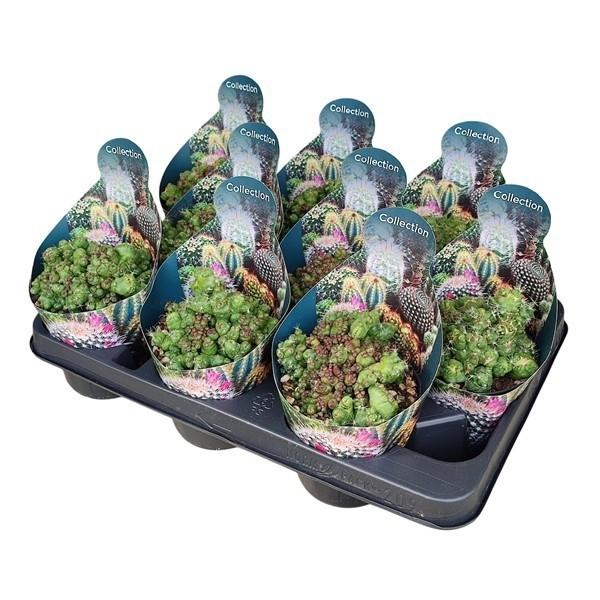 Горшечные цветы и растения оптом Mammillaria Bocasana Cv. Fred Mostruosa Crestata P от 9шт из Голландии с доставкой по России