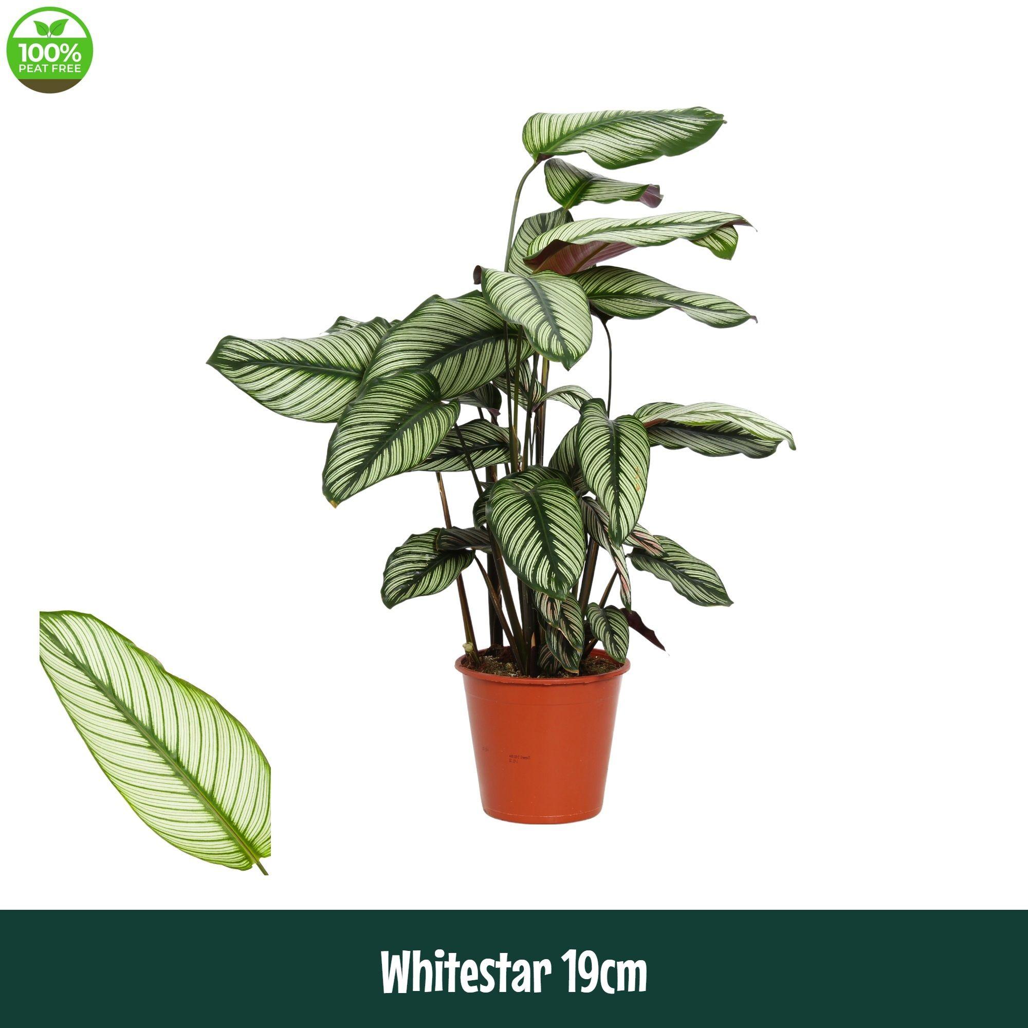 Горшечные цветы и растения оптом Calathea Whitestar от 1шт из Голландии с доставкой по России