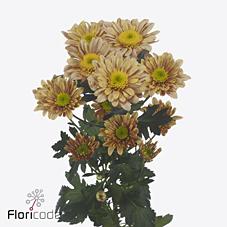 Срезанные цветы оптом Chrys sp seenity sweet peach от 20шт из Голландии с доставкой по России