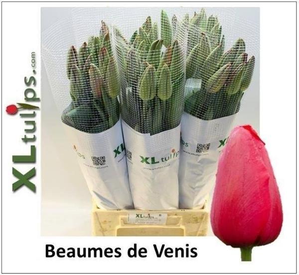 Срезанные цветы оптом Tulipa si beaumes de venise от 50шт из Голландии с доставкой по России