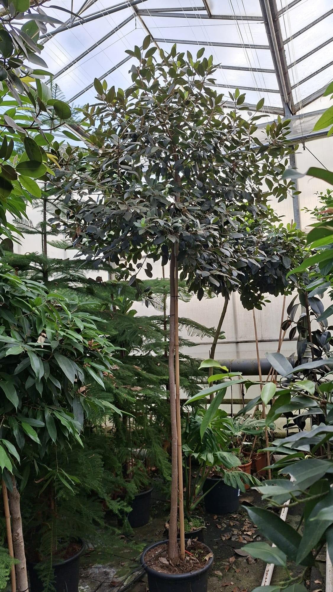 Горшечные цветы и растения оптом Ficus Rubiginosa Australis Stam от 1шт из Голландии с доставкой по России